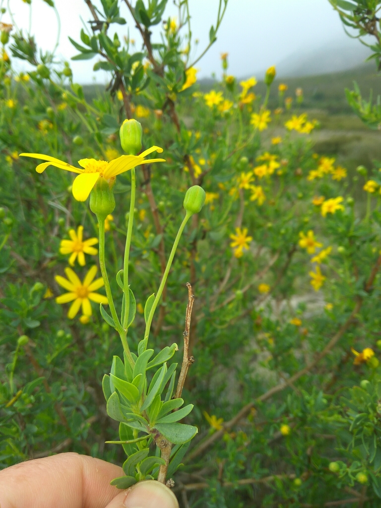 Sand Babooncabbage