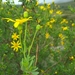Othonna coronopifolia - Photo (c) marius, algunos derechos reservados (CC BY), subido por marius