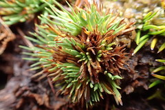 Oreobolus pectinatus