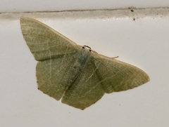 Thalassodes immissaria