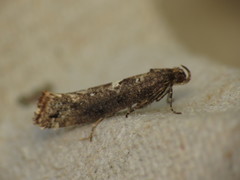 Acrolepiopsis assectella