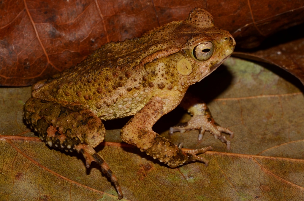 Cameroon Toad