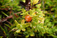Coprosma perpusilla subantarctica