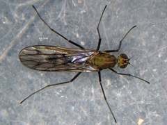 Clinocera stagnalis