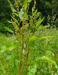 Rumex obtusifolius