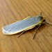 Common Footman - Photo (c) gailhampshire, some rights reserved (CC BY)