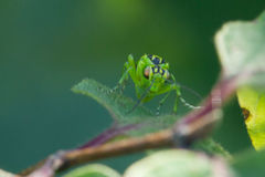 Rhogogaster chlorosoma