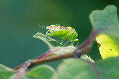 Rhogogaster chlorosoma
