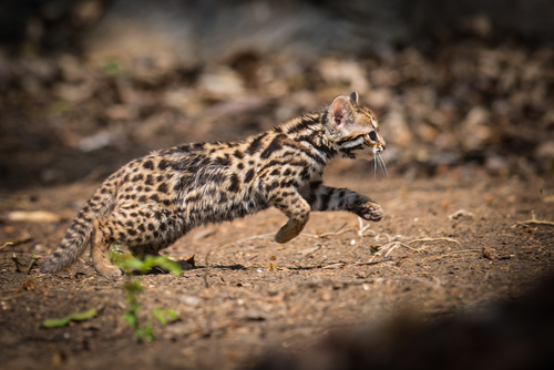 Mainland Leopard Cat