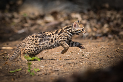 Leopard Cat photo 5