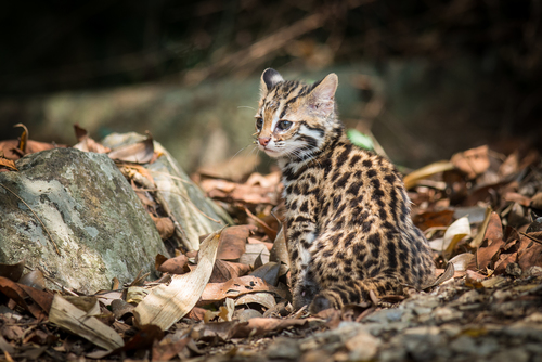 Mainland Leopard Cat