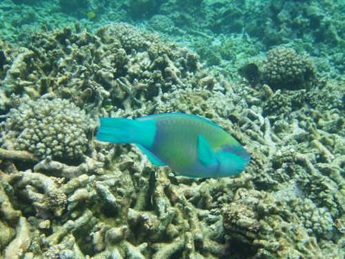 Indian Bullethead Parrotfish