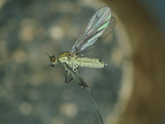 Clinocera stagnalis