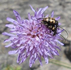 Judolia erratica
