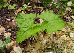 Campanula trachelium