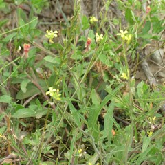 Sisymbrium orientale