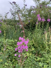 Chamaenerion angustifolium