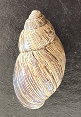 Bothriembryon brazieri