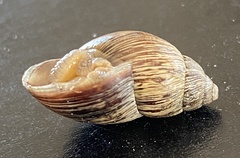 Bothriembryon brazieri