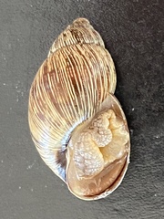 Bothriembryon brazieri