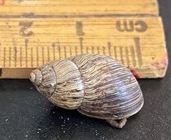 Bothriembryon brazieri