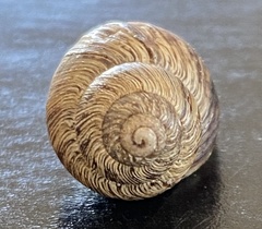 Bothriembryon brazieri