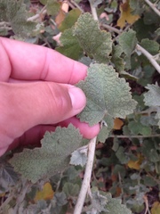 Malacothamnus marrubioides