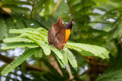 Doleschallia bisaltide australis