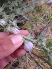 Malacothamnus marrubioides
