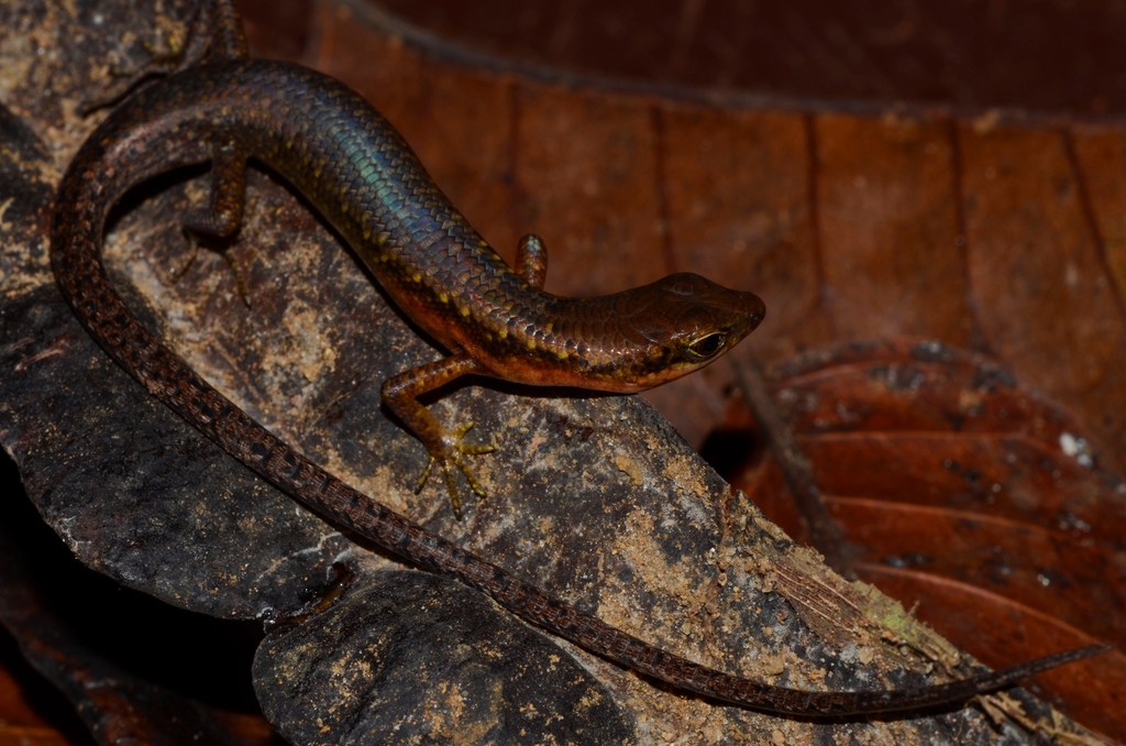 Reichenow's Lidless Skink