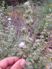 Malacothamnus marrubioides