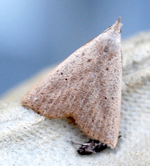 Macrochilo louisiana