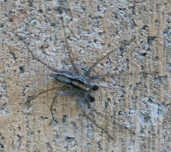 Pardosa distincta