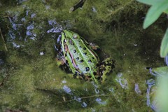 Pelophylax