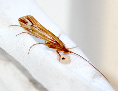 Limnephilus ornatus