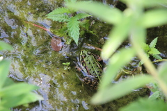Pelophylax