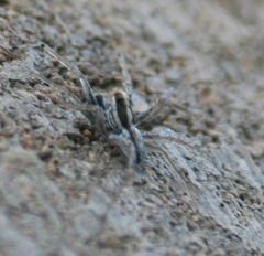 Pardosa distincta
