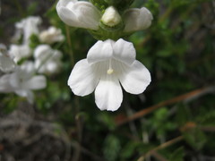 Euphrasia collina osbornii