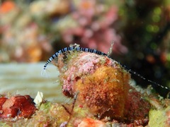 Proceraea