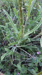 Dipsacus comosus