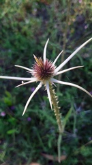 Dipsacus comosus