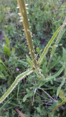 Dipsacus comosus