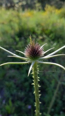 Dipsacus comosus