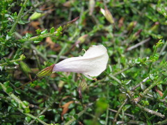 Prostanthera chlorantha