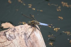 Orthetrum cancellatum