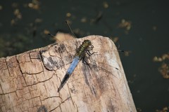 Orthetrum cancellatum