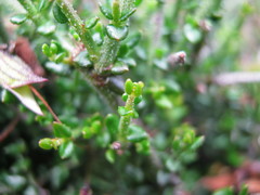 Prostanthera chlorantha