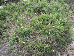 Prostanthera chlorantha
