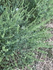 Lepidium apetalum