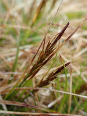 Carex erebus